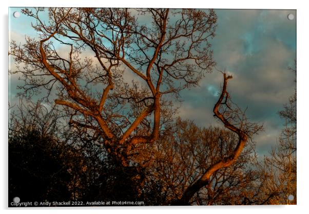 Sunset oak Acrylic by Andy Shackell