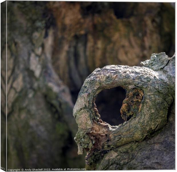 Tree Eye Canvas Print by Andy Shackell