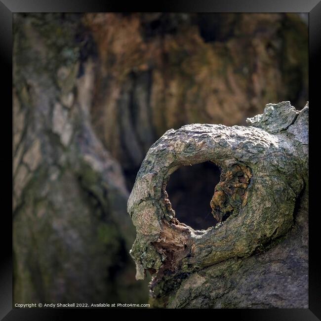 Tree Eye Framed Print by Andy Shackell