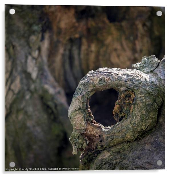 Tree Eye Acrylic by Andy Shackell
