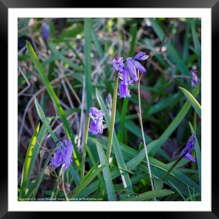 trio of Bluebells Framed Mounted Print by Andy Shackell