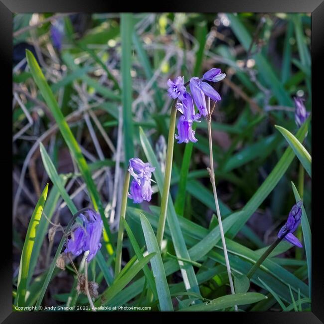 trio of Bluebells Framed Print by Andy Shackell