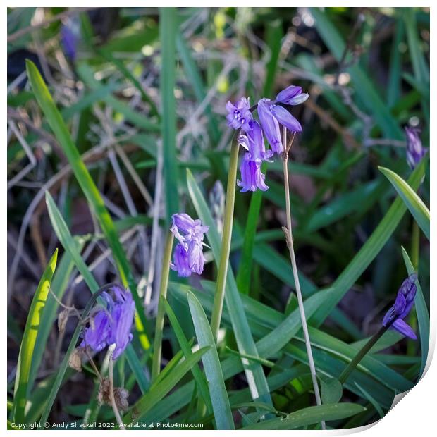 trio of Bluebells Print by Andy Shackell