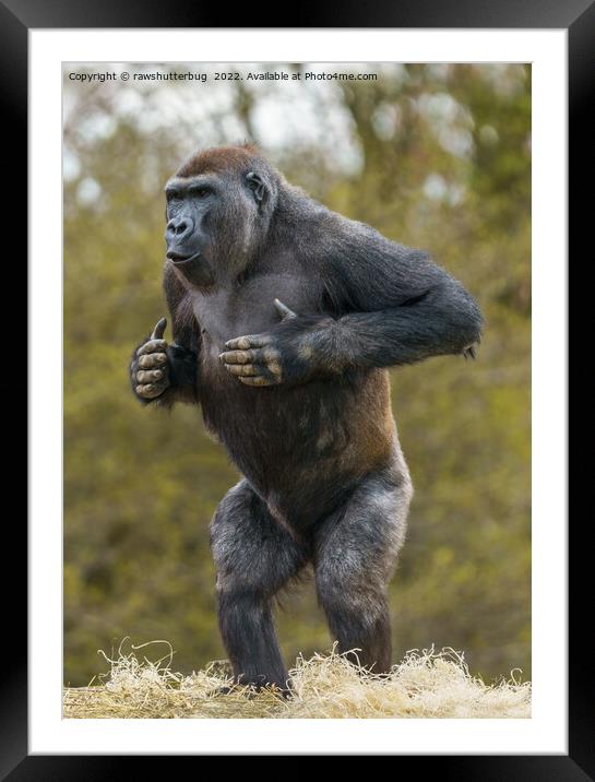 Chest Beating Gorilla Framed Mounted Print by rawshutterbug 