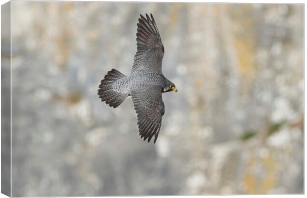 peregrine falcon Canvas Print by Russell Finney