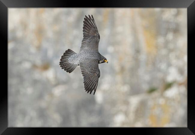 peregrine falcon Framed Print by Russell Finney