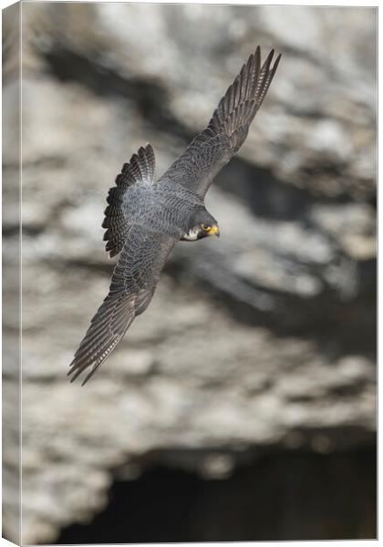 A close up of a peregrine falcon Canvas Print by Russell Finney