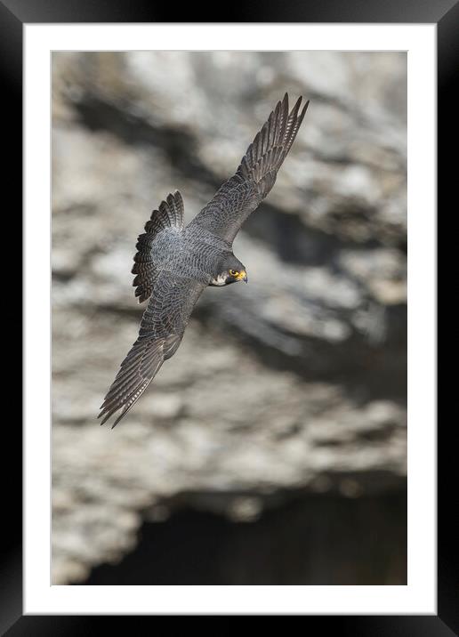 A close up of a peregrine falcon Framed Mounted Print by Russell Finney