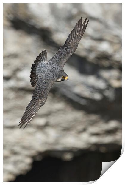 A close up of a peregrine falcon Print by Russell Finney