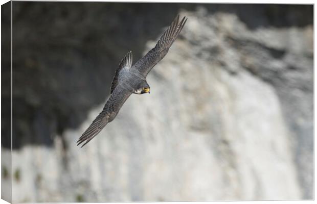peregrine falcon Canvas Print by Russell Finney