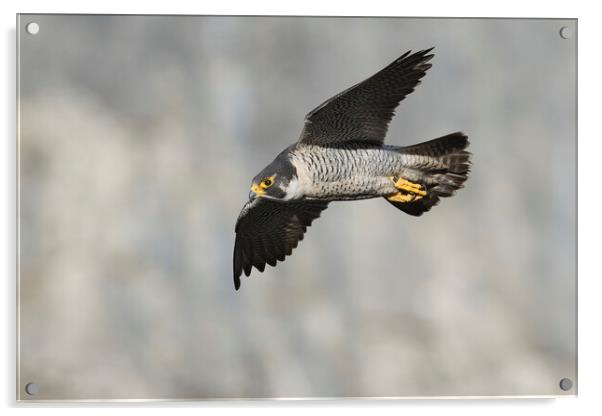 peregrine falcon Acrylic by Russell Finney