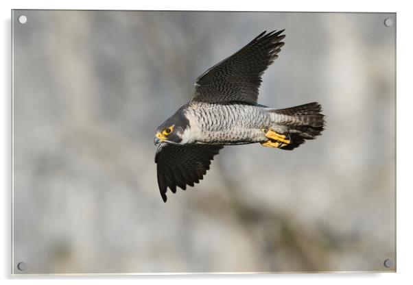 peregrine falcon Acrylic by Russell Finney