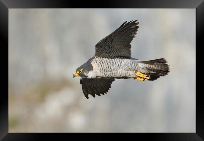 peregrine falcon Framed Print by Russell Finney