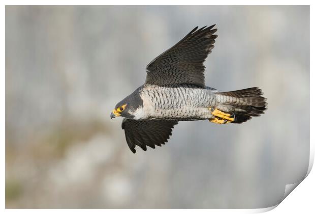 peregrine falcon Print by Russell Finney