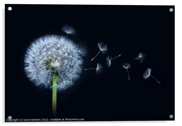 Dandelion Clock Acrylic by Carol Herbert