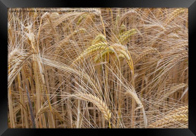 Field of wheat Framed Print by aurélie le moigne