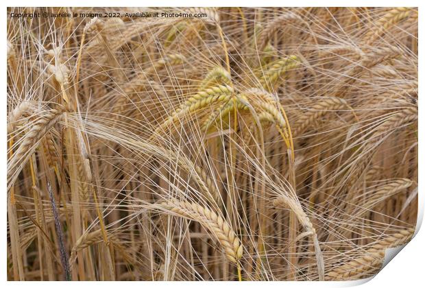 Field of wheat Print by aurélie le moigne