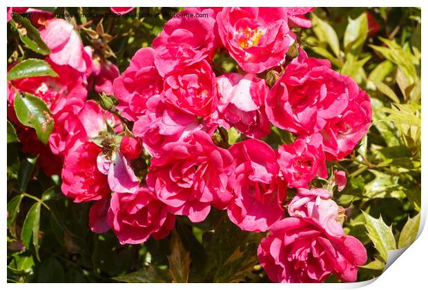Pink roses in a garden Print by aurélie le moigne
