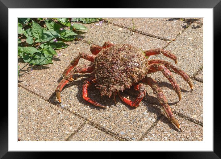 Alive spider crabs on pavement Framed Mounted Print by aurélie le moigne