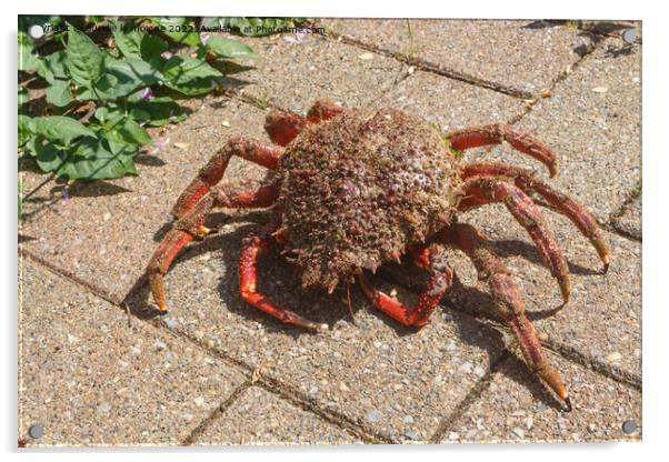 Alive spider crabs on pavement Acrylic by aurélie le moigne