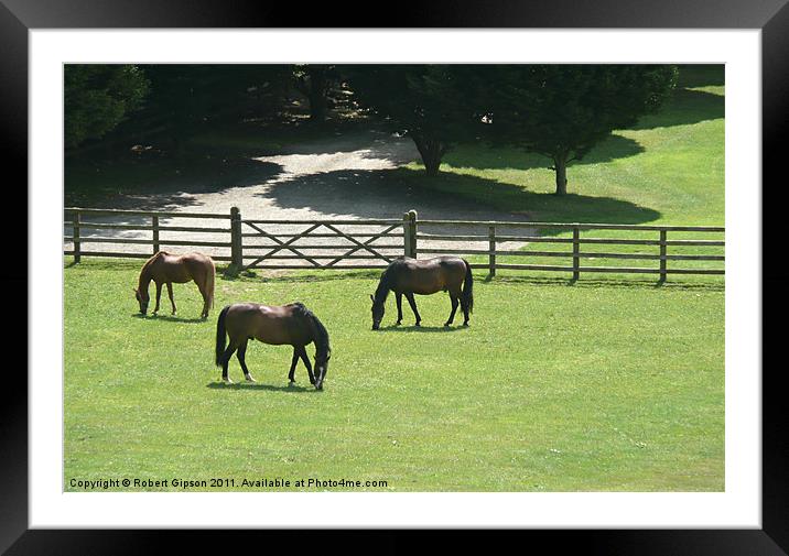 Horses Grazing Framed Mounted Print by Robert Gipson