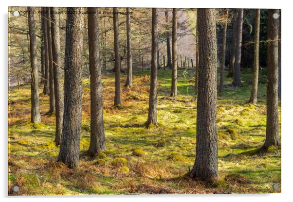Forrest in Glen Tilt, Perthshire, scotland Acrylic by Peter Stuart