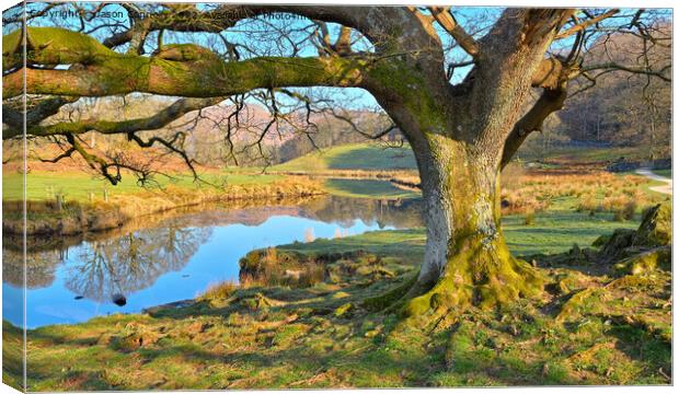 The River Brathay Canvas Print by Jason Connolly