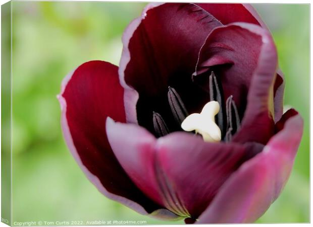 Deep Mauve Tulip flower Canvas Print by Tom Curtis