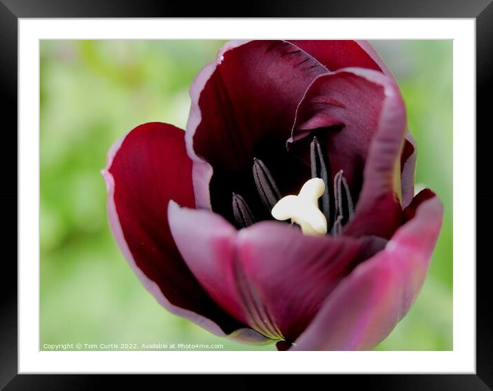Deep Mauve Tulip flower Framed Mounted Print by Tom Curtis