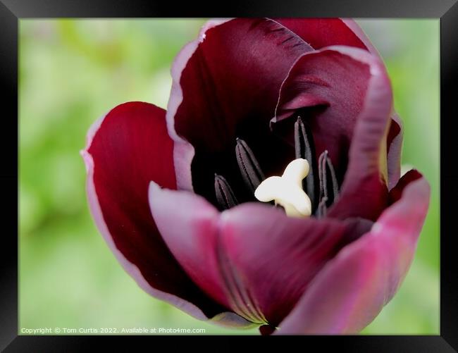 Deep Mauve Tulip flower Framed Print by Tom Curtis