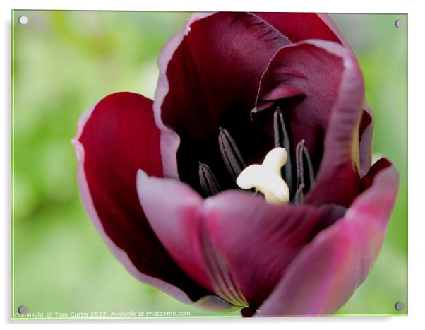 Deep Mauve Tulip flower Acrylic by Tom Curtis