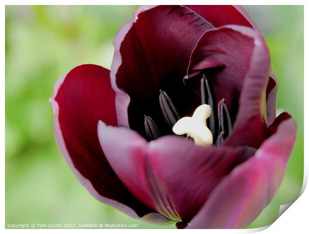 Deep Mauve Tulip flower Print by Tom Curtis