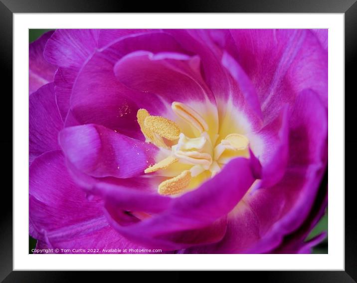 Pink tulip flower Framed Mounted Print by Tom Curtis