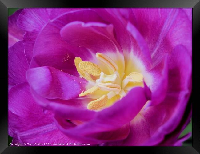 Pink tulip flower Framed Print by Tom Curtis