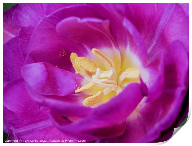 Pink tulip flower Print by Tom Curtis