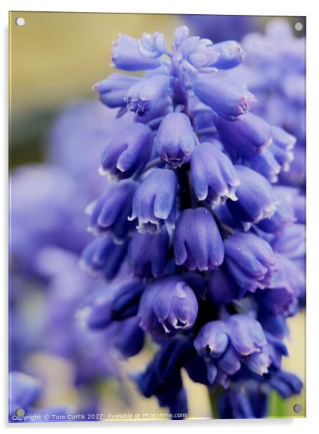 Grape Hyacinth  flower Acrylic by Tom Curtis