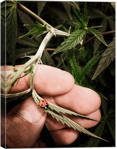 Ladybug crawling on a cannabis leaf Canvas Print by Craig Weltz