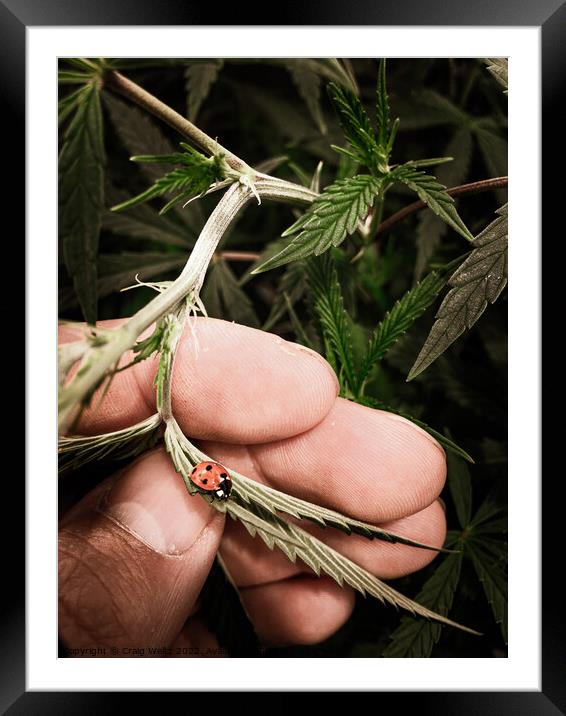 Ladybug crawling on a cannabis leaf Framed Mounted Print by Craig Weltz