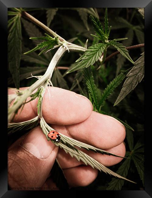 Ladybug crawling on a cannabis leaf Framed Print by Craig Weltz