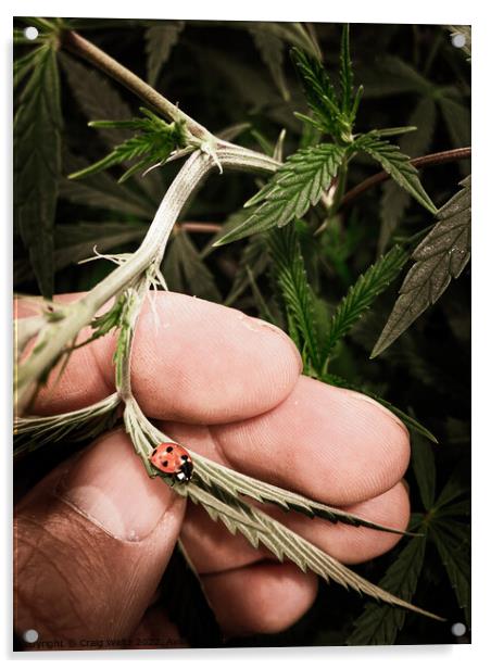 Ladybug crawling on a cannabis leaf Acrylic by Craig Weltz