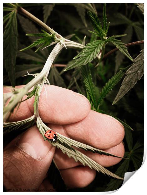 Ladybug crawling on a cannabis leaf Print by Craig Weltz