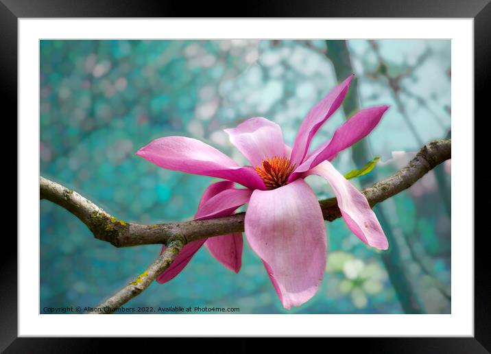 Black Magnolia Framed Mounted Print by Alison Chambers