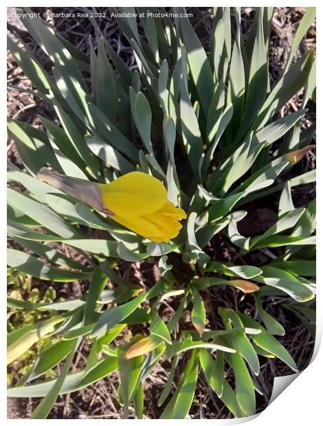 Plant flower Print by Barbara Rea