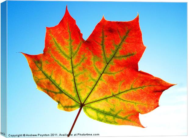 Sycamore Leaf Canvas Print by Andrew Poynton
