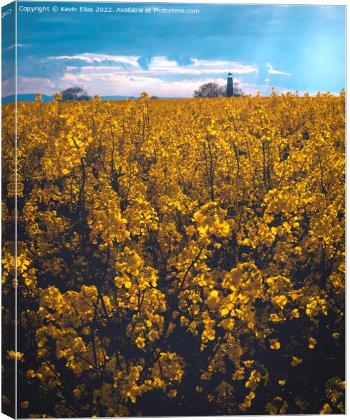 Fields of gold Canvas Print by Kevin Elias