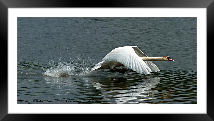 Swan takeoff over water Framed Mounted Print by Robert Gipson