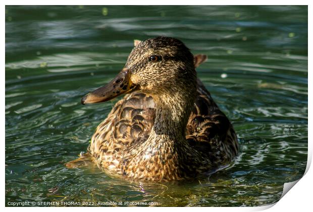 Miss Mallard Print by STEPHEN THOMAS