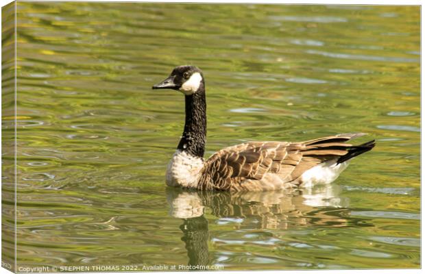 Canada Goose Swimming Canvas Print by STEPHEN THOMAS