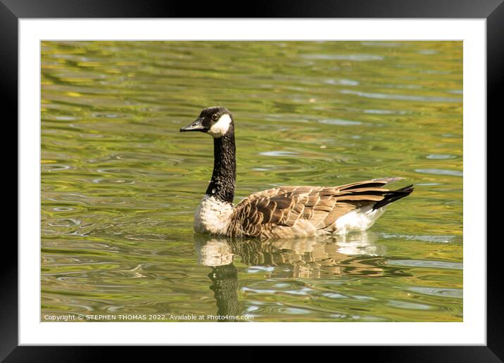 Canada Goose Swimming Framed Mounted Print by STEPHEN THOMAS
