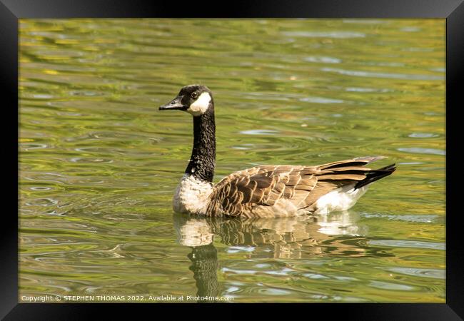 Canada Goose Swimming Framed Print by STEPHEN THOMAS